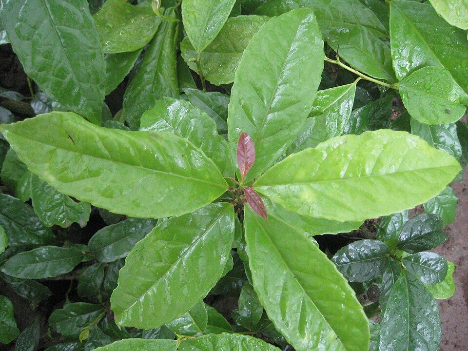 Guayusa (Ilex guayusa): leaves seen from above