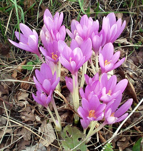 Autumn crocus (Colchicum autumnale ve diğer türler): leafless purple flowers