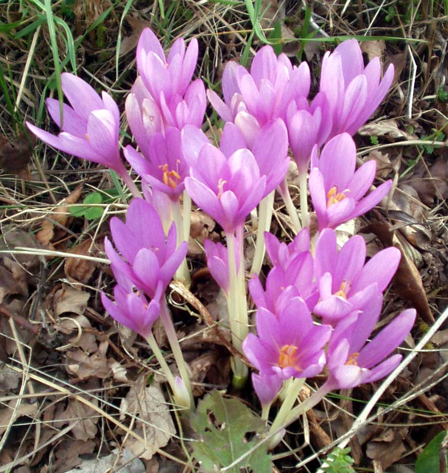 Autumn crocus (Colchicum autumnale ve diğer türler): leafless purple flowers