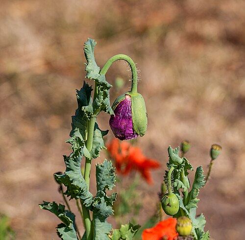 Opium poppy (Papaver somniferum): flower and seed capsules