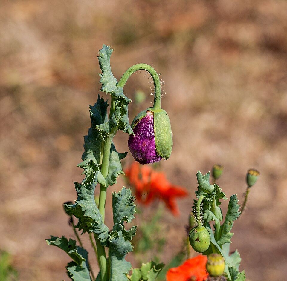 Opium poppy (Papaver somniferum): flower and seed capsules