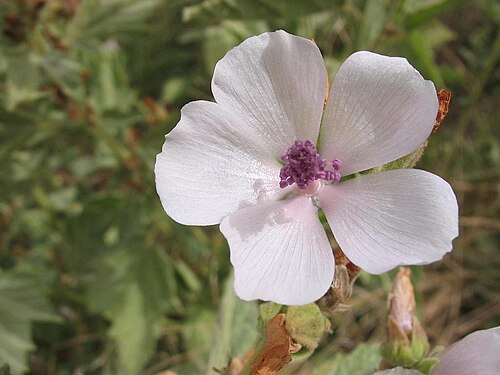 Marshmallow (Althaea officinalis): pale pink flower