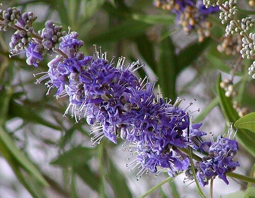 Chaste tree (Vitex agnus-castus): purple flower spikes