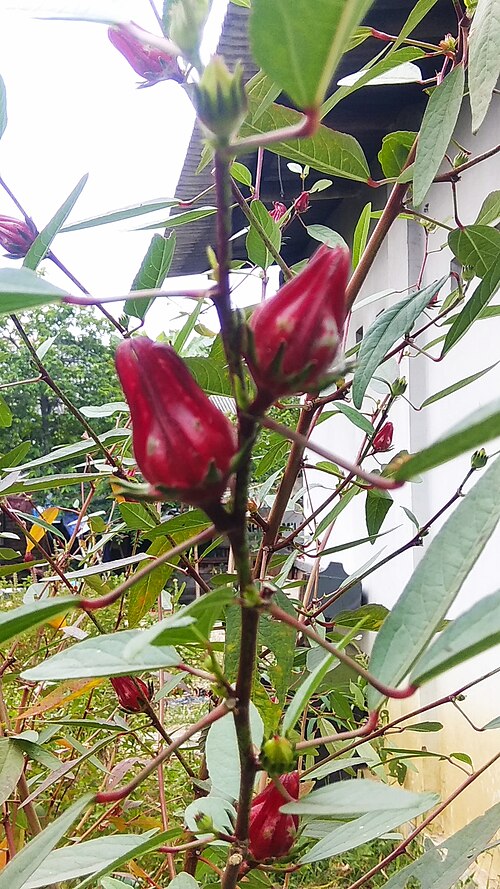 Hibiscus (Hibiscus sabdariffa): fleshy red calyces