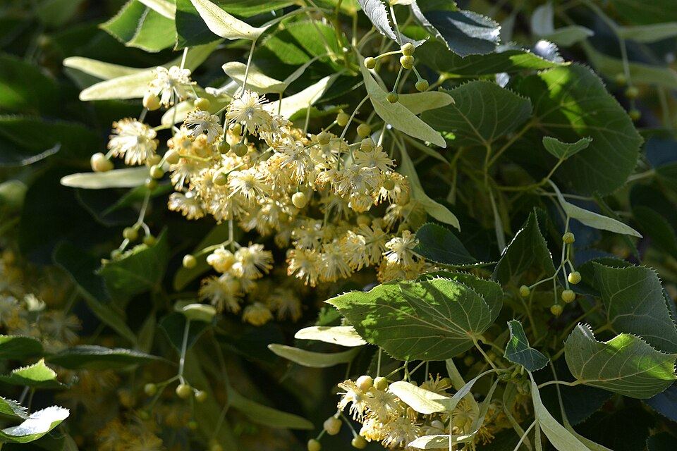 Linden (Tilia tomentosa): yellowish flower clusters