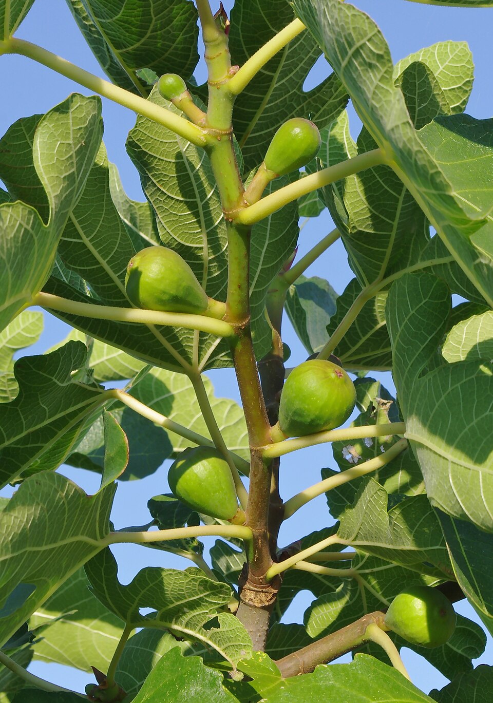 Fig (Ficus carica): plant