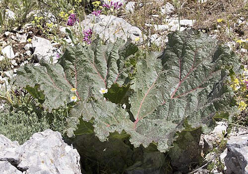 Ribes rhubarb (Rheum ribes): large wrinkled leaves