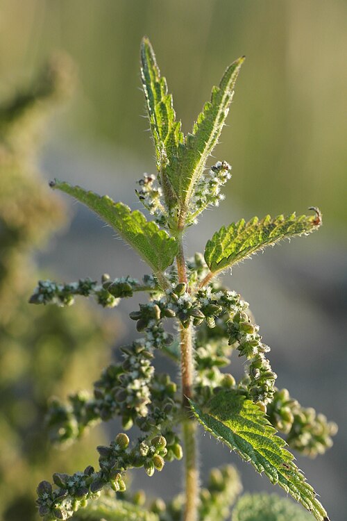 Stinging nettle (Urtica dioica): hairy toothed leaves and hanging flower clusters