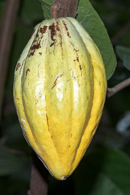 Cacao (Theobroma cacao): yellow pod on the branch