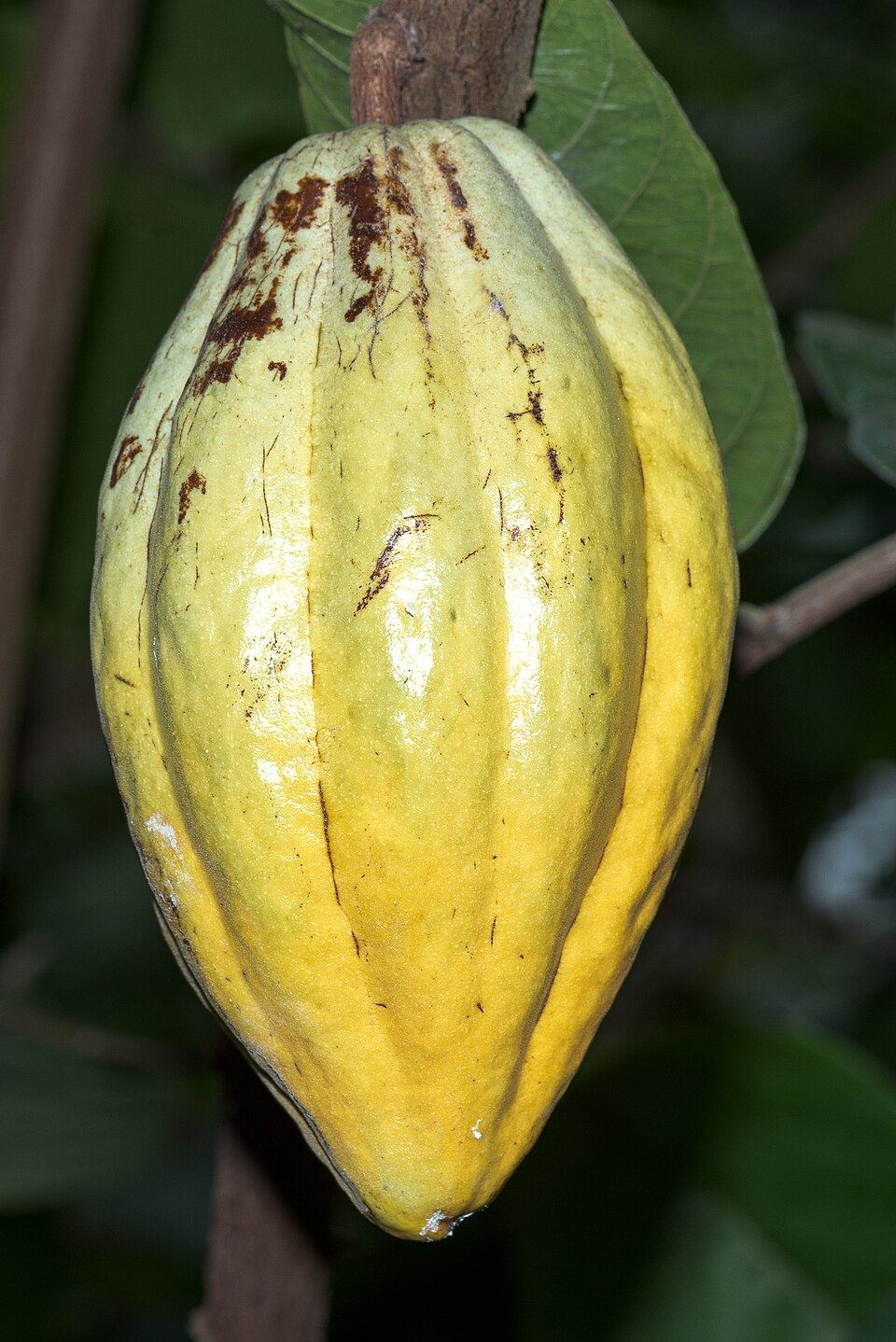Cacao (Theobroma cacao): yellow pod on the branch