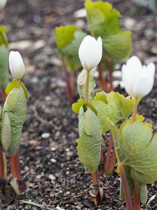 Bloodroot (Sanguinaria canadensis): white flowers and curled leaves