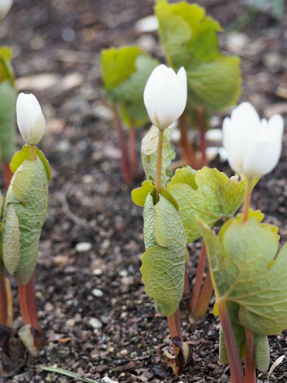 Bloodroot (Sanguinaria canadensis): white flowers and curled leaves