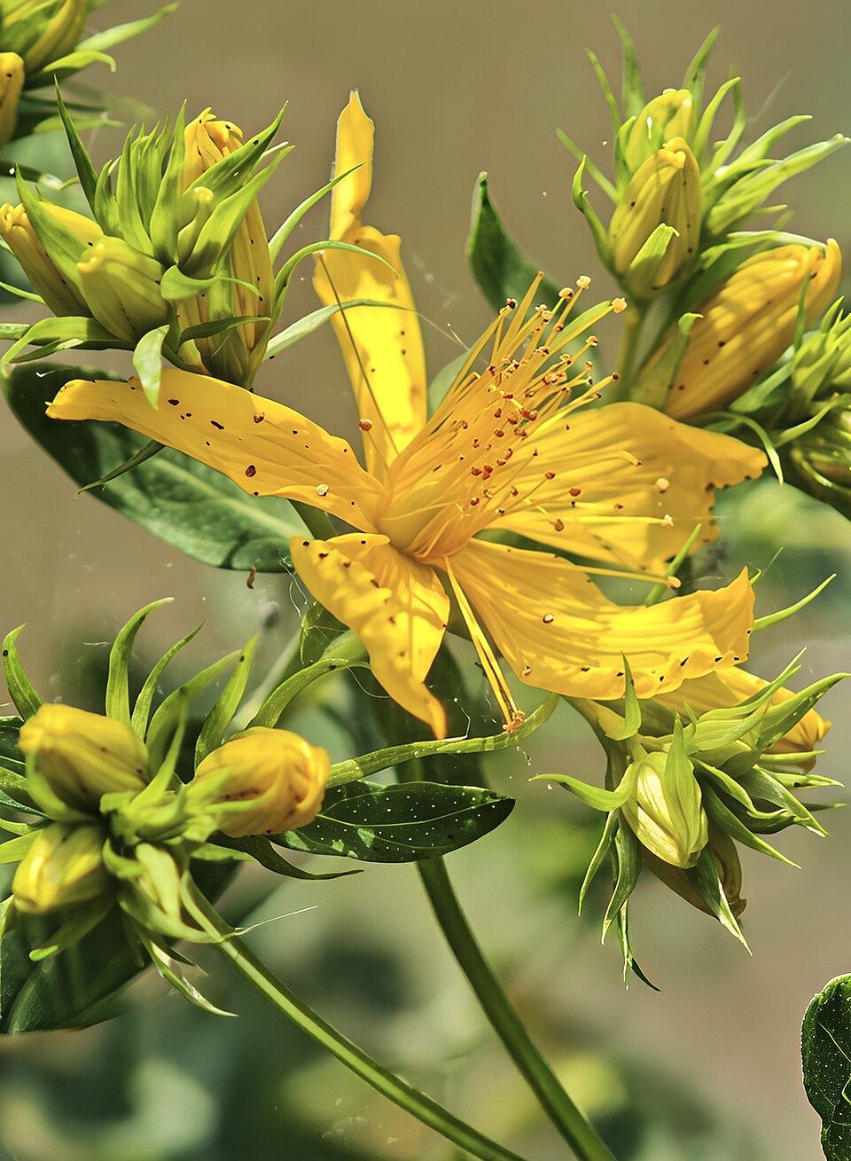 St John’s wort (Hypericum perforatum): yellow flowers and buds