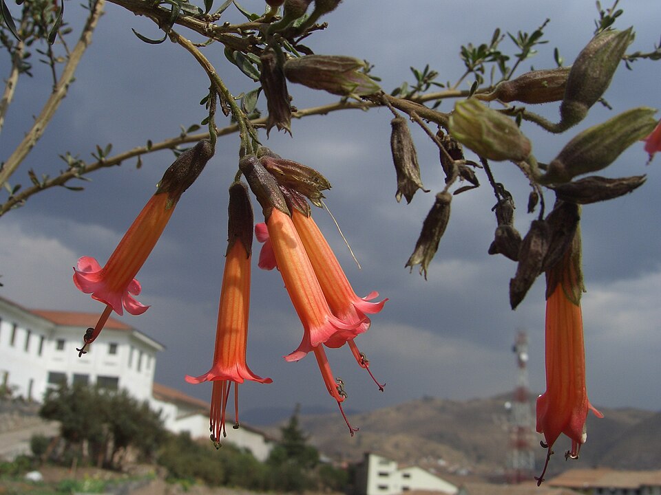Kantuta (Cantua buxifolia): hanging red flowers