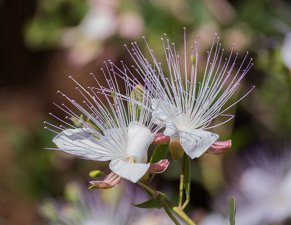 Caper (Capparis spinosa): white flowers with purple stamens