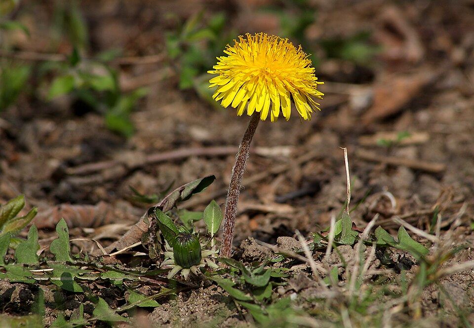 Dandelion (Taraxacum officinale): yellow flower