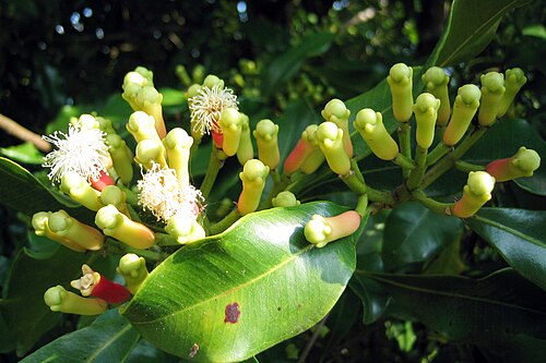Clove (Syzygium aromaticum): unopened flower buds on the tree