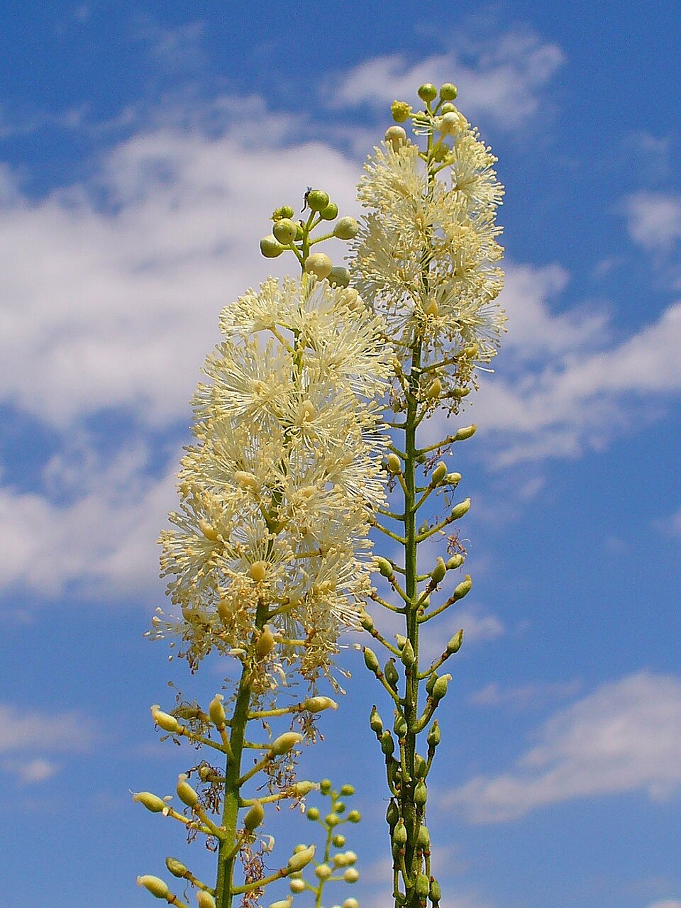 Black cohosh (Actaea racemosa): white flower spikes