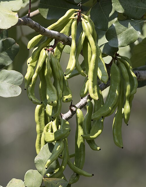 Carob (Ceratonia siliqua): green carob pods hanging from a branch
