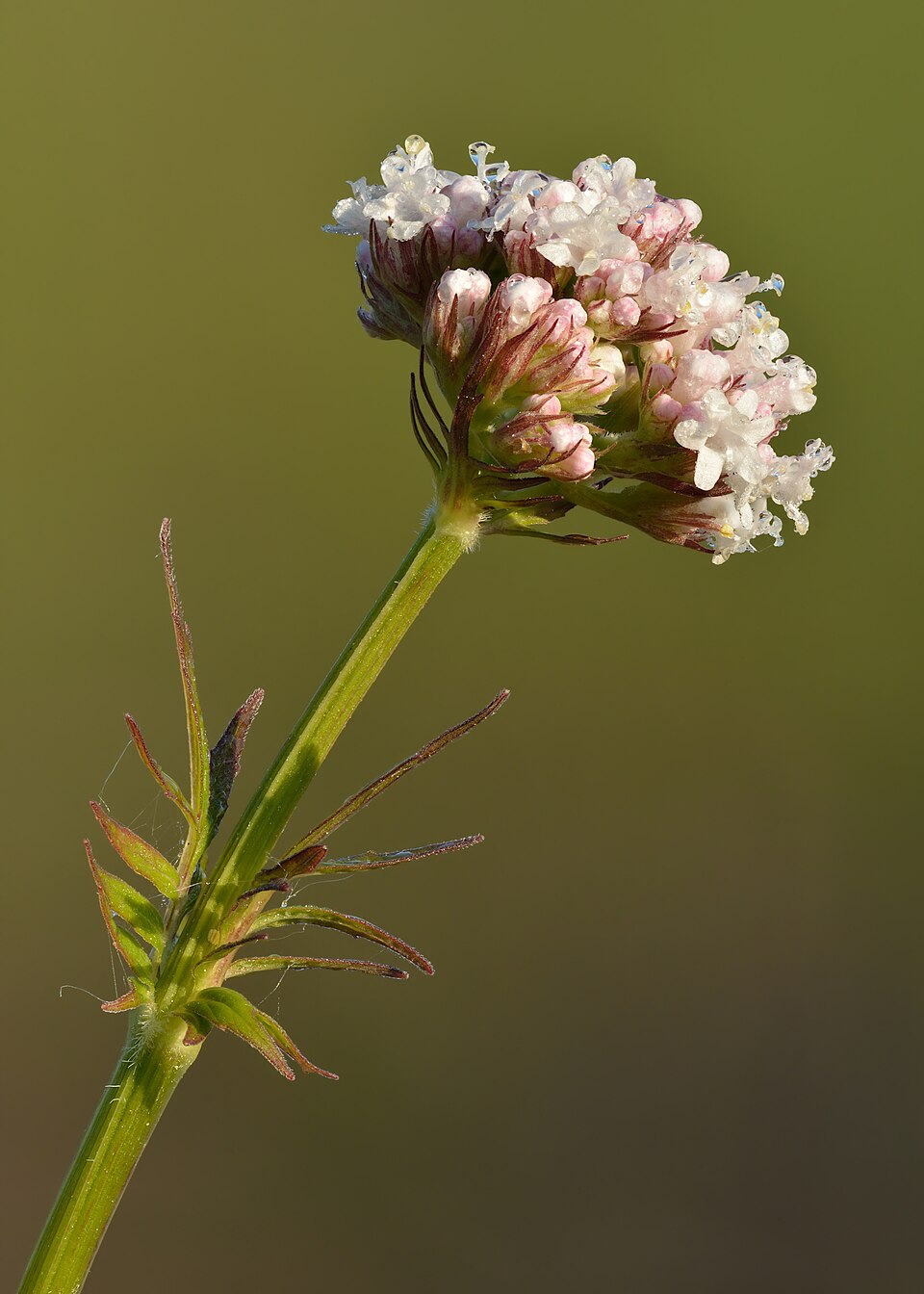 Kediotu (Valeriana officinalis): pembemsi beyaz çiçek tomurcukları