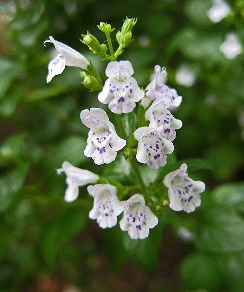 Thyme and oregano (Thymus): white and pink flowers