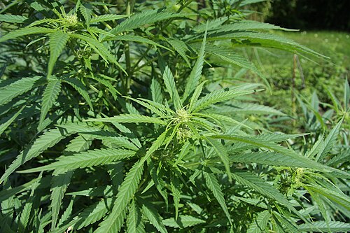 Hemp (Cannabis sativa): divided leaves