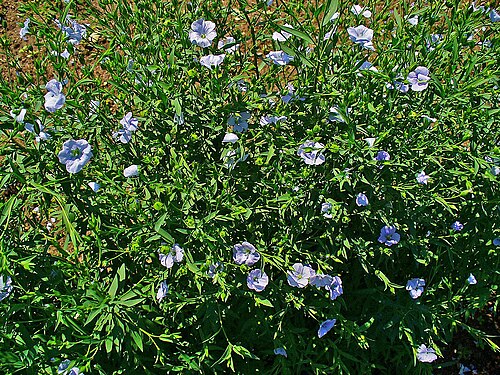Flaxseed (Linum usitatissimum): blue-flowered plants