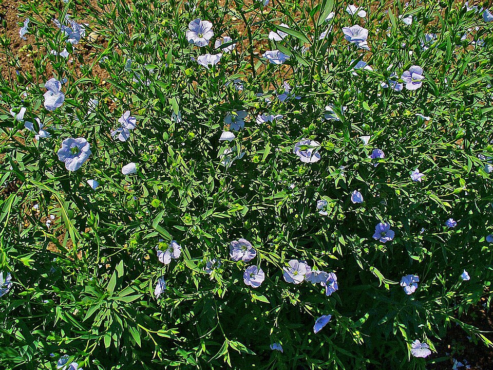 Flaxseed (Linum usitatissimum): blue-flowered plants