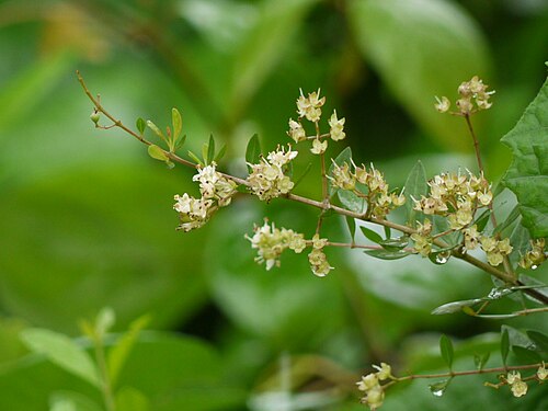 Henna (Lawsonia inermis): cream flower cluster