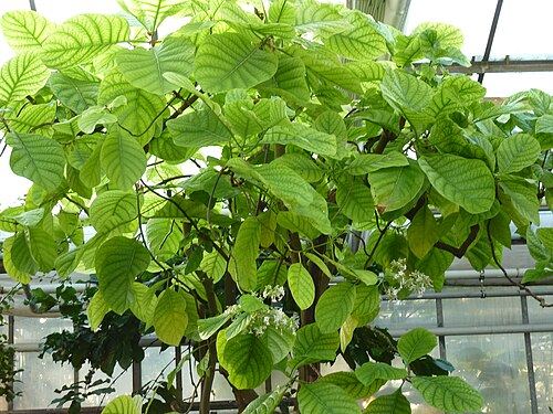 Cinchona (Cinchona officinalis): leafy branches