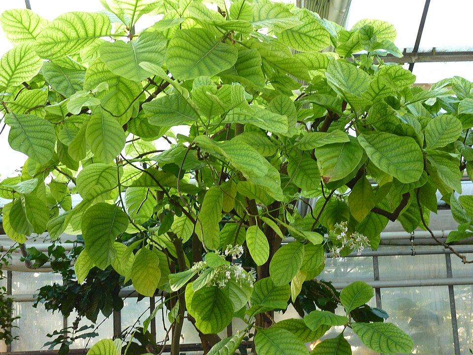 Cinchona (Cinchona officinalis): leafy branches
