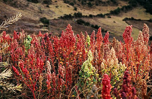 Quinoa (Chenopodium quinoa): red seed heads