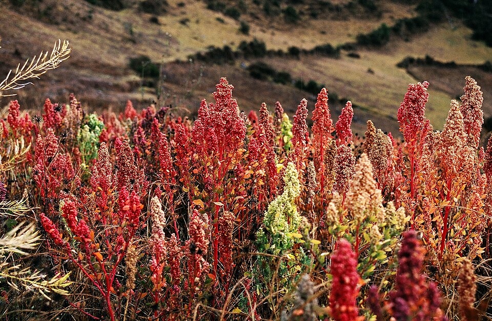 Quinoa (Chenopodium quinoa): red seed heads