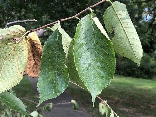 Slippery elm (Ulmus rubra): toothed oval leaves
