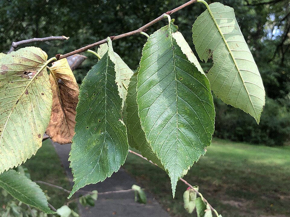 Slippery elm (Ulmus rubra): toothed oval leaves