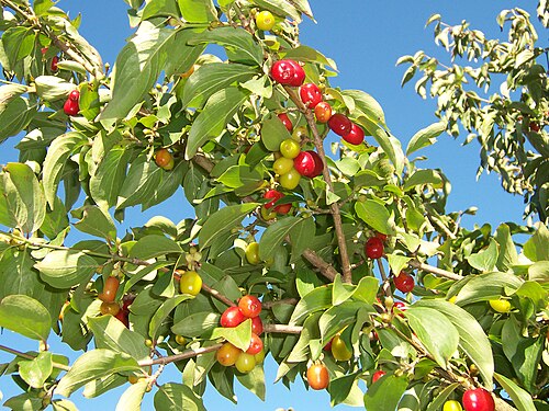Cornelian cherry (Cornus mas): red berries on the branch