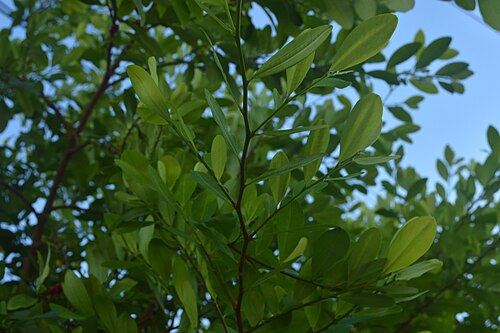 Coca (Erythroxylum coca): leafy branches