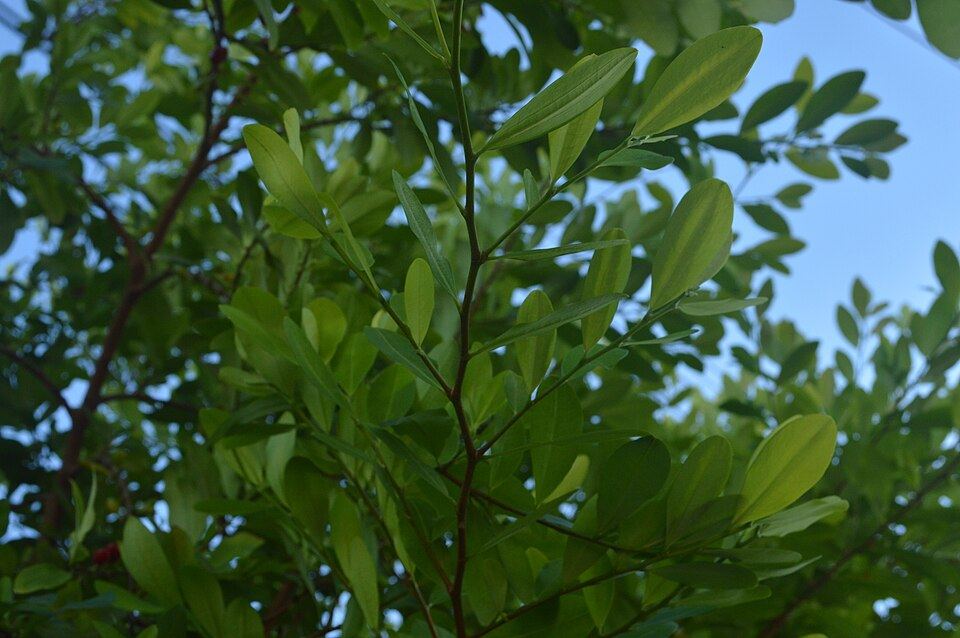 Coca (Erythroxylum coca): leafy branches