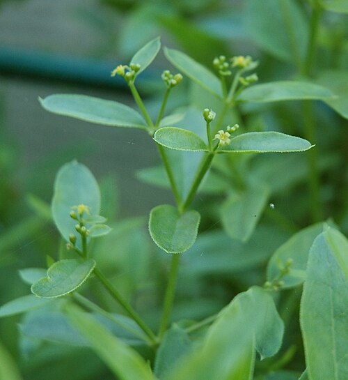 Madder (Rubia tinctorum): small yellowish flowers and leaves