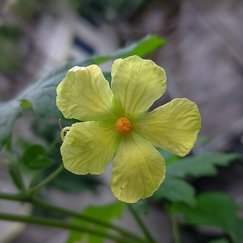 Bitter melon (Momordica charantia): yellow flower