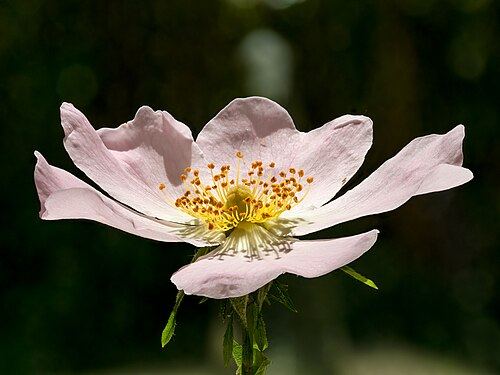 Rose hip (Rosa canina): pale pink flower