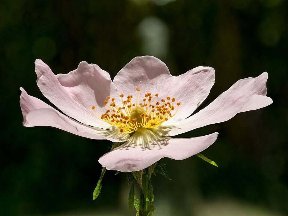 Rose hip (Rosa canina): pale pink flower