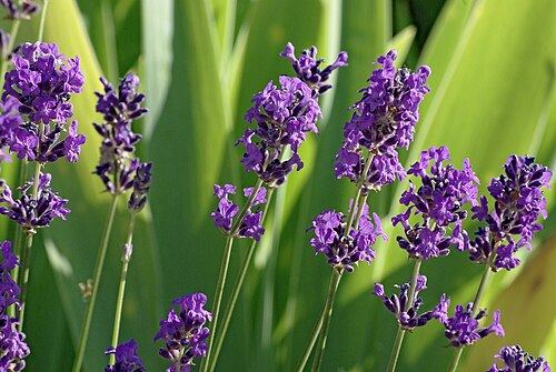 Lavender (Lavandula angustifolia): purple flower spikes