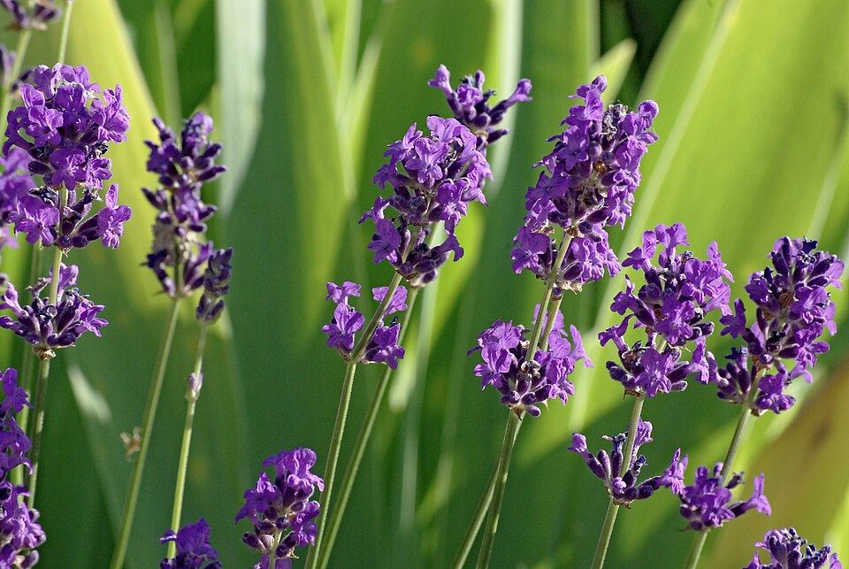 Lavender (Lavandula angustifolia): purple flower spikes