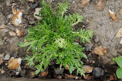 Maca (Lepidium meyenii): leaf rosette