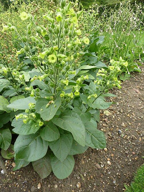 Mapacho (Nicotiana rustica): flowering plant