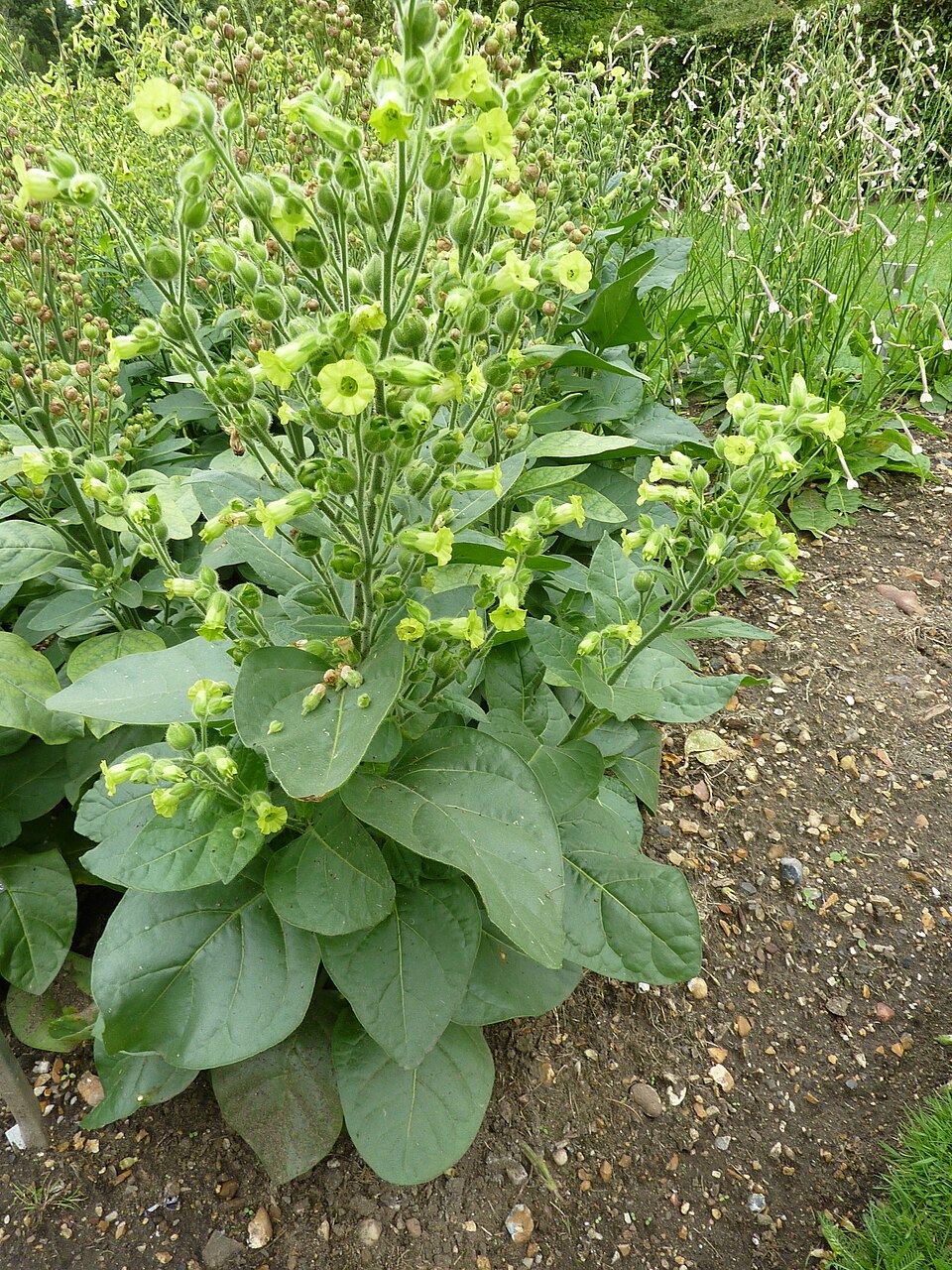 Mapacho (Nicotiana rustica): flowering plant