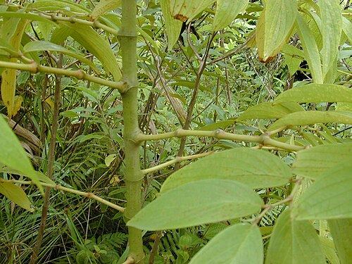 Matico (Piper aduncum): jointed stem and leaves