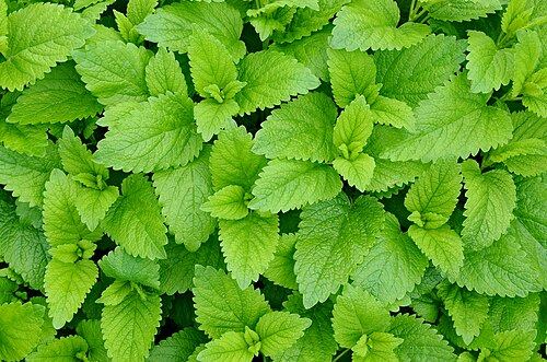 Lemon balm (Melissa officinalis): wrinkled green leaves