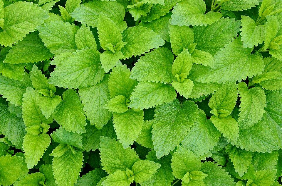 Lemon balm (Melissa officinalis): wrinkled green leaves